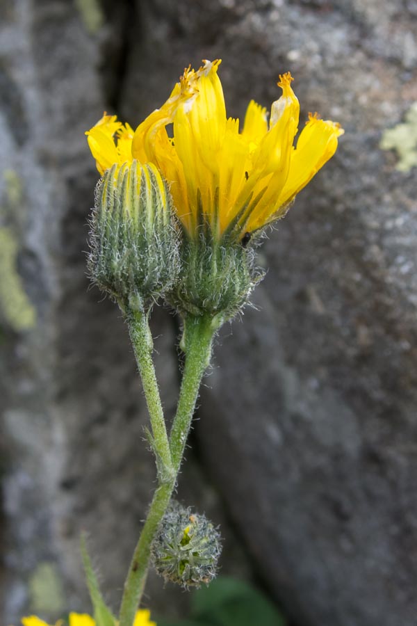 Hieracium in crinale appenninico